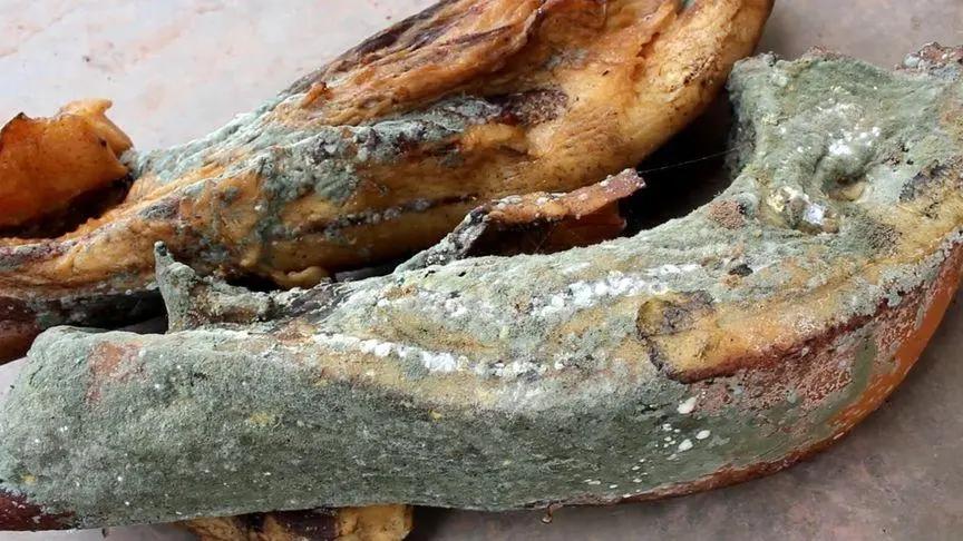 發黴生蟲肉製品